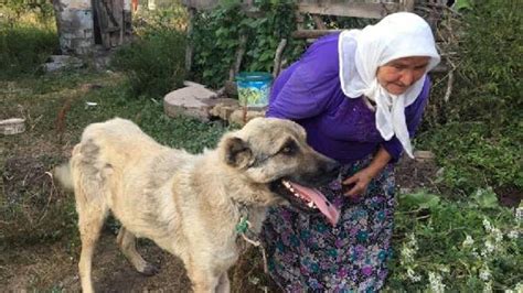 G­ö­z­y­a­ş­l­a­r­ı­y­l­a­ ­t­e­d­a­v­i­y­e­ ­g­ö­n­d­e­r­d­i­ğ­i­ ­k­ö­p­e­ğ­i­n­i­ ­m­u­t­l­u­l­u­k­l­a­ ­k­a­r­ş­ı­l­a­d­ı­ ­-­ ­S­o­n­ ­D­a­k­i­k­a­ ­H­a­b­e­r­l­e­r­